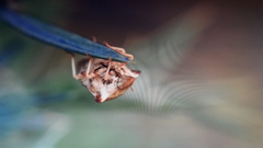 Ancyrosoma leucogrammes