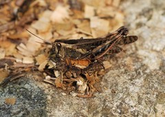 Shirakiacris shirakii