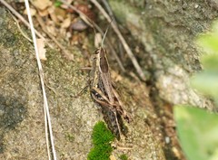 Shirakiacris shirakii