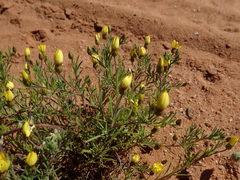 Rhynchopsidium pumilum