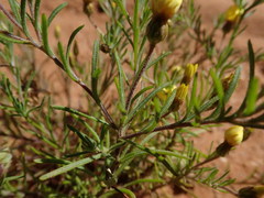 Rhynchopsidium pumilum