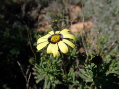 Osteospermum scariosum