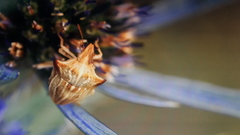 Ancyrosoma leucogrammes