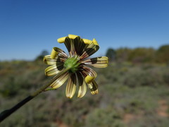 Osteospermum scariosum