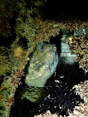 Gymnothorax pseudothyrsoideus