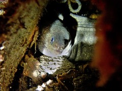 Gymnothorax pseudothyrsoideus