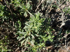 Osteospermum scariosum