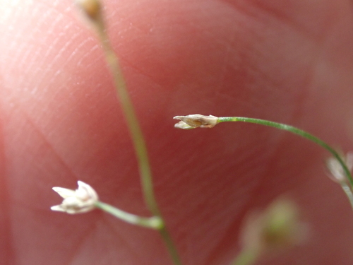 Image of Eragrostis leptostachya by (c) Alesha Teitzel, some rights reserved (CC BY)
