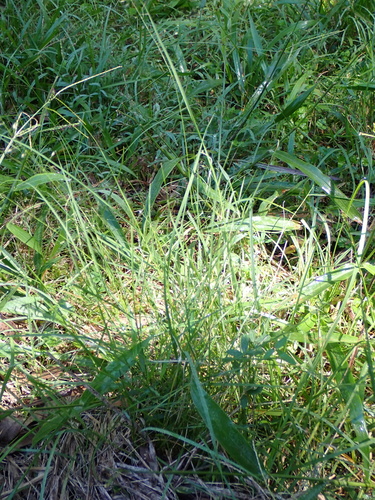 Image of Eragrostis leptostachya by (c) Alesha Teitzel, some rights reserved (CC BY)