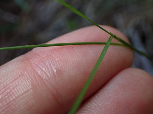 Image of Eragrostis leptostachya by (c) Alesha Teitzel, some rights reserved (CC BY)