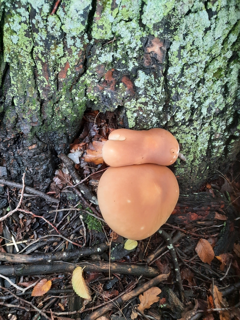 Cyclocybe parasitica · April 2025 · photo: © maxxrandomnumbers (iNaturalist, cc0)