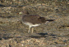 Ichthyaetus hemprichii