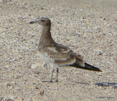 Ichthyaetus hemprichii