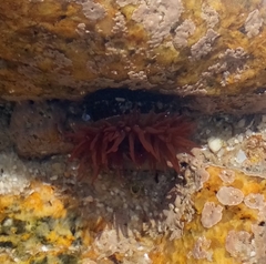 Actinia
