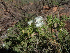 Mesembryanthemum longistylum