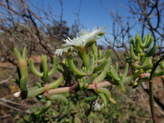Mesembryanthemum longistylum