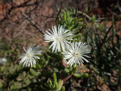 Mesembryanthemum longistylum