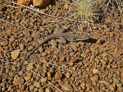 Ctenophorus isolepis