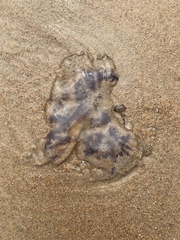 Cyanea lamarckii