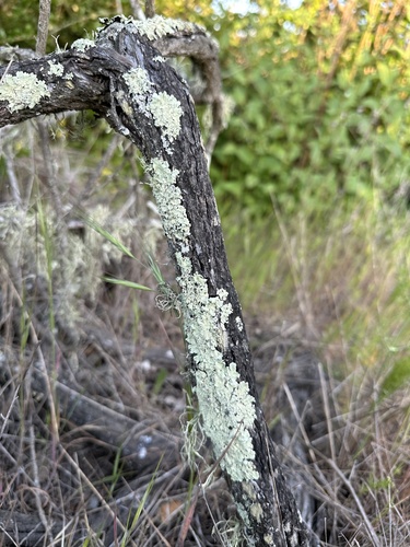 iNaturalist observation photo of Common Lichens