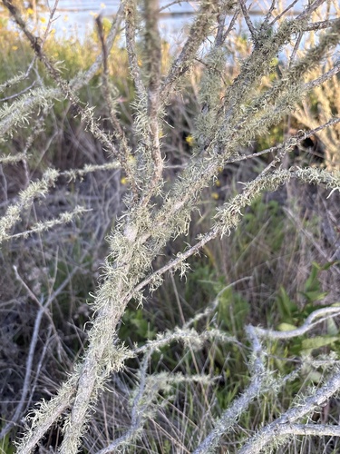 iNaturalist observation photo of shield lichens, rim lichens, and allies