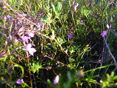 Indigofera angustifolia