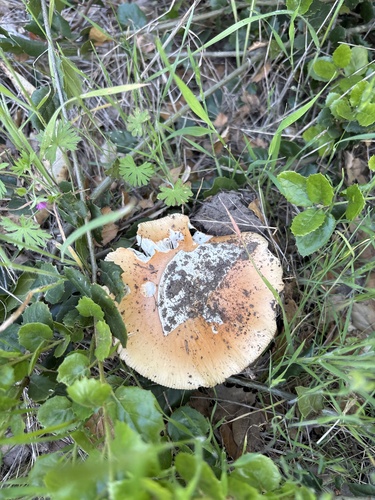 iNaturalist observation photo of springtime amanita