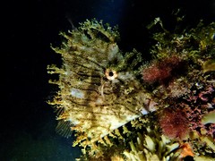 Chaetodermis penicilligerus