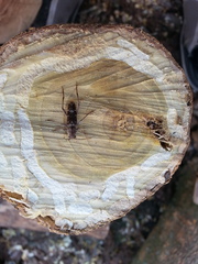 Xylotrechus smei