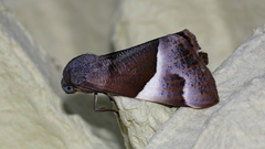 Niceteria macrocosma