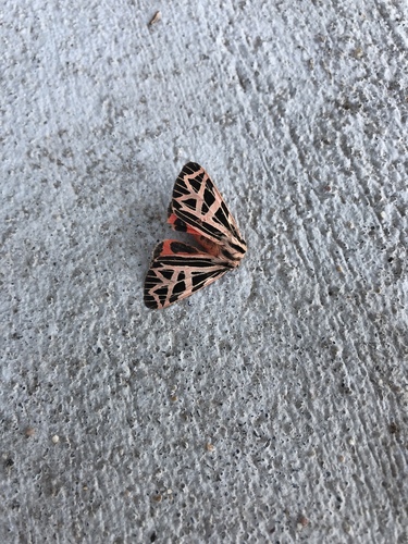 Phyllira Tiger Moth photo 5