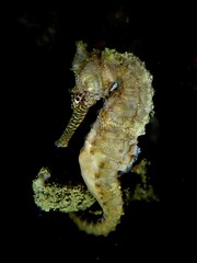 Hippocampus subelongatus