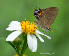 Electrostrymon angelia