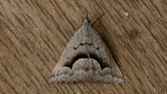 Dichromodes euscia