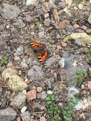 Aglais urticae