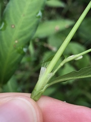 Persicaria mitis