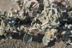 Atriplex leucophylla