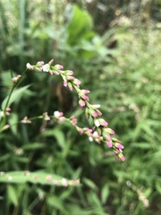 Persicaria mitis