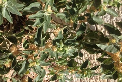 Amaranthus viridis