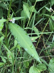 Persicaria mitis
