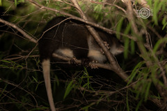 Pseudocheirus occidentalis