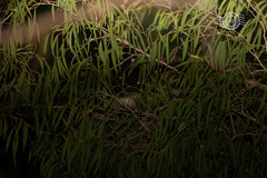 Pseudocheirus occidentalis