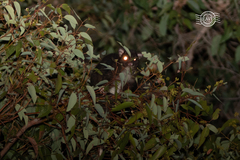 Pseudocheirus occidentalis