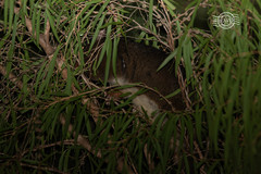 Pseudocheirus occidentalis