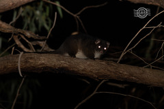 Pseudocheirus occidentalis