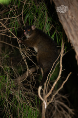 Pseudocheirus occidentalis