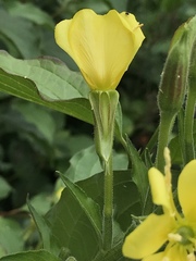 Oenothera × fallax