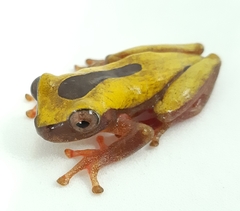 Dendropsophus triangulum