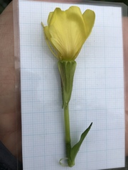 Oenothera × fallax