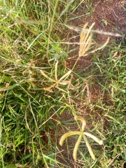 Chloris pilosa